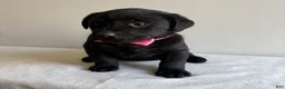Labrador Retriever dogs for sale: Lennon - Ad 3