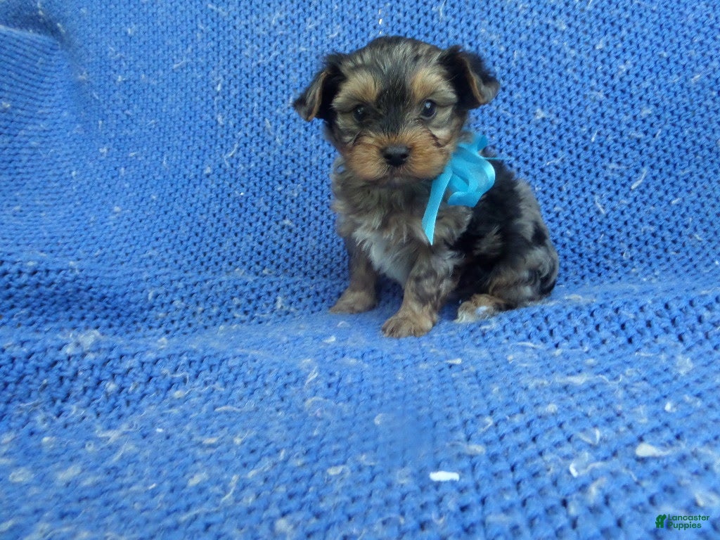 Yorkshire Terrier dogs Olly - Ad 12