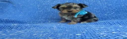 Yorkshire Terrier dogs for sale: Olly - Ad 1