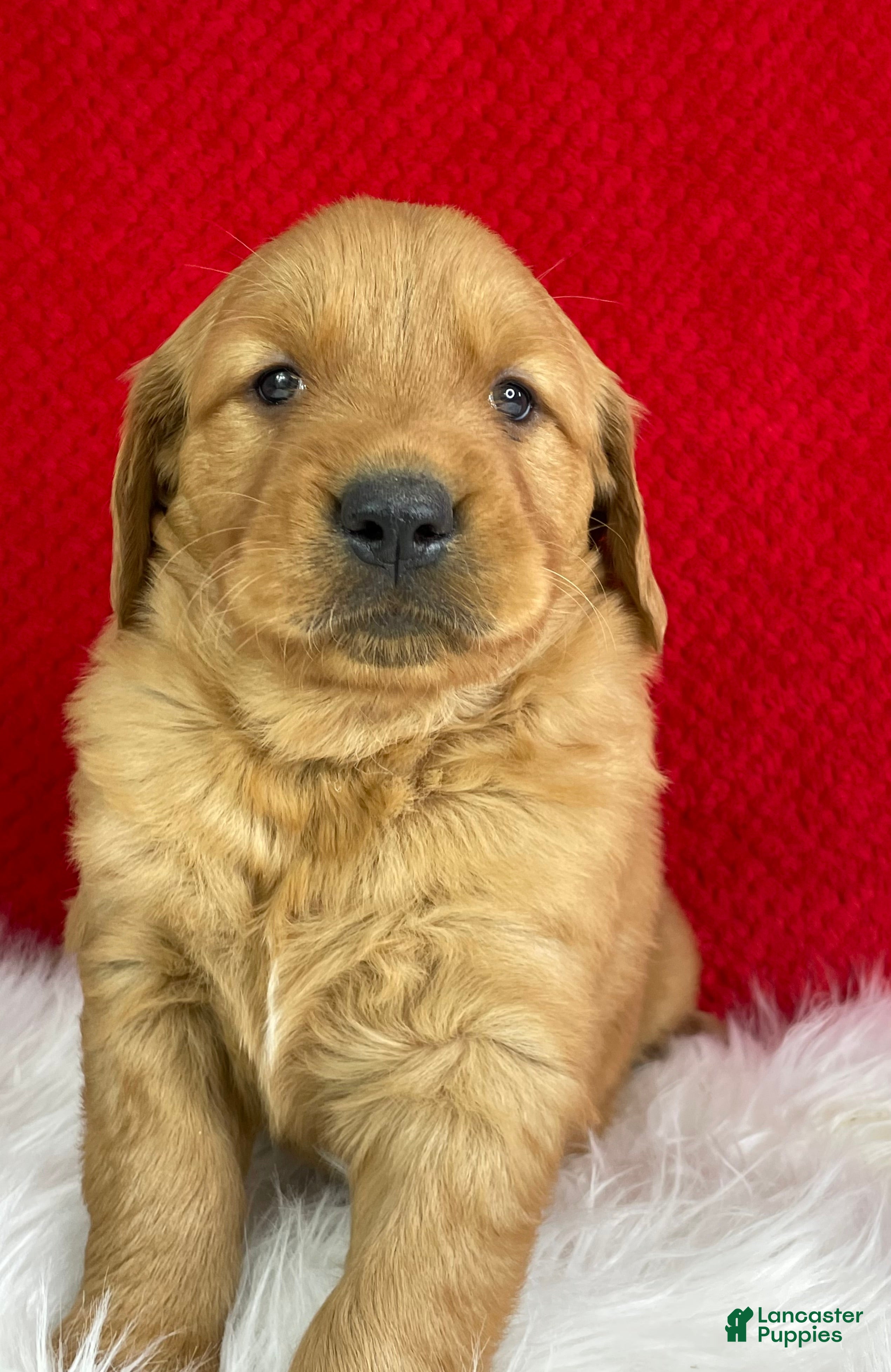 Golden Retriever dogs Bella - Ad 1