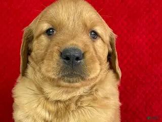 Golden Retriever dogs for sale: Bella - Ad 2
