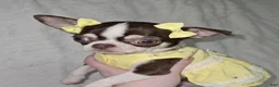 Chihuahua dogs for sale: Chihuahua Puppy 2 - Ad 1
