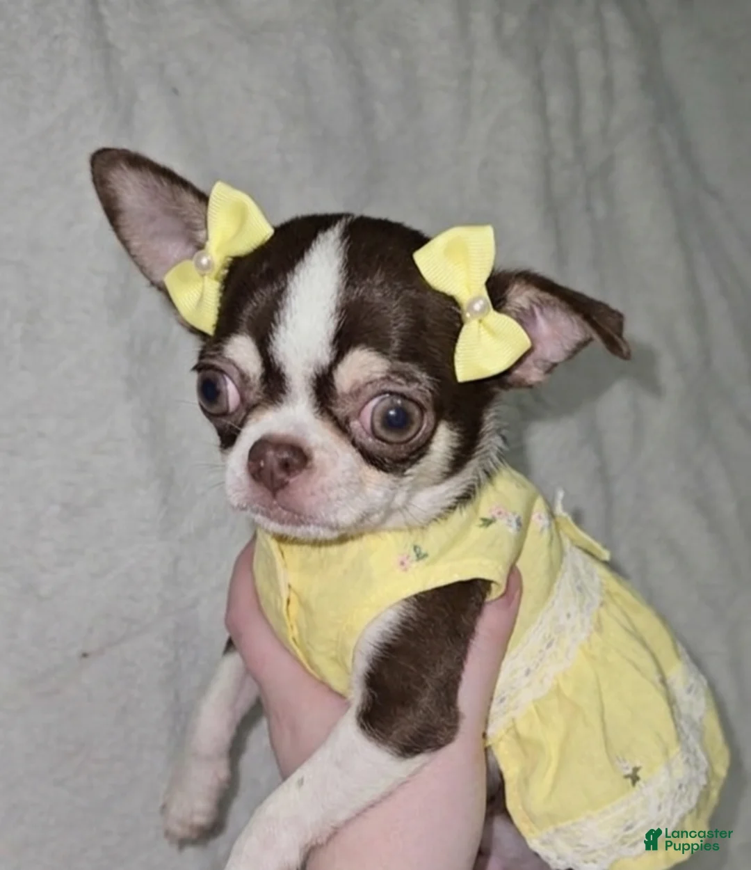 Chihuahua dogs for sale: Chihuahua Puppy 2 - Ad 1
