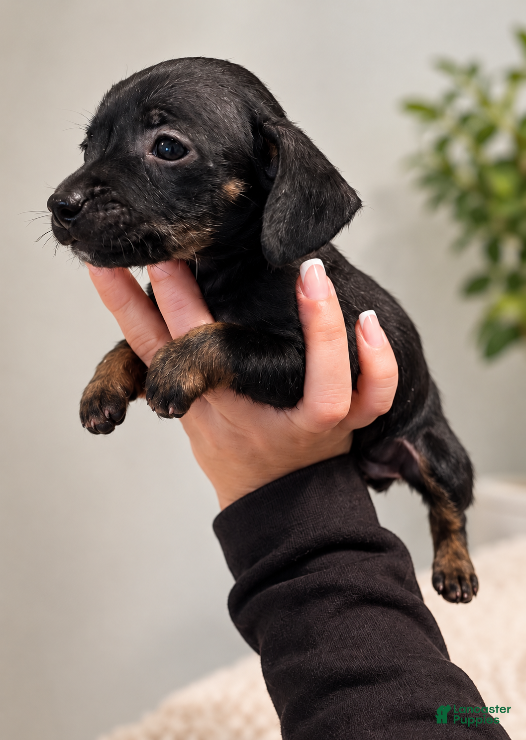 Chiweenie dogs for sale: Thumper - Ad 7
