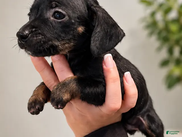 Chiweenie dogs for sale: Thumper - Ad 7