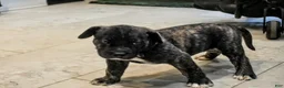Presa Canario dogs for sale: Mr Neon  - Ad 3