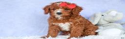 Cavapoo dogs for sale: TUCKER - Ad 15