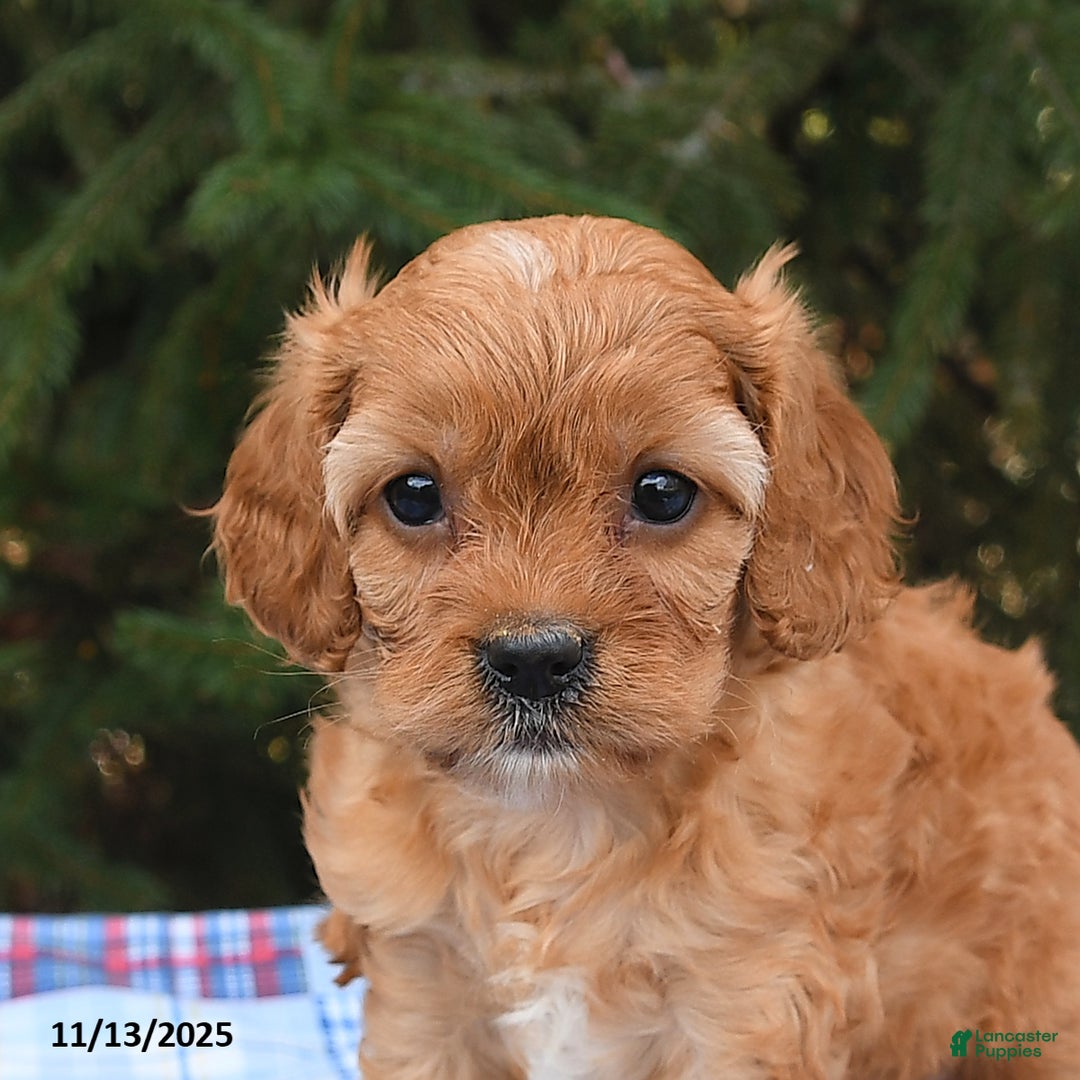 Cavapoo dogs for sale: Faye - Ad 5