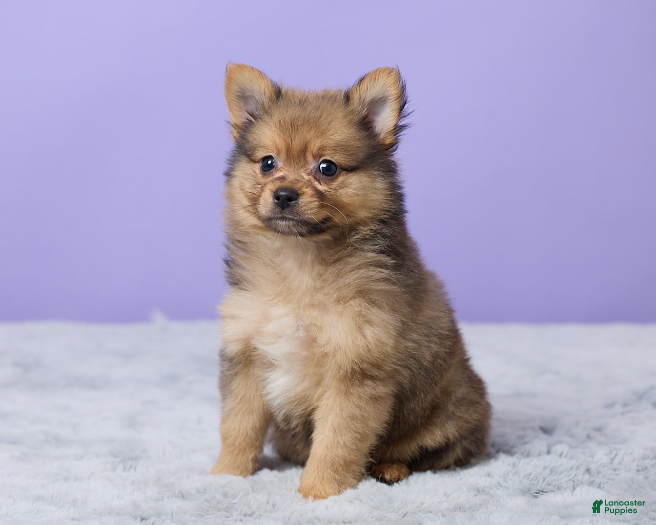 Pomeranian dogs Tommy - Ad 2
