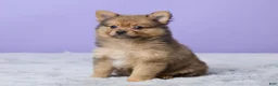Pomeranian dogs for sale: Tommy - Ad 2