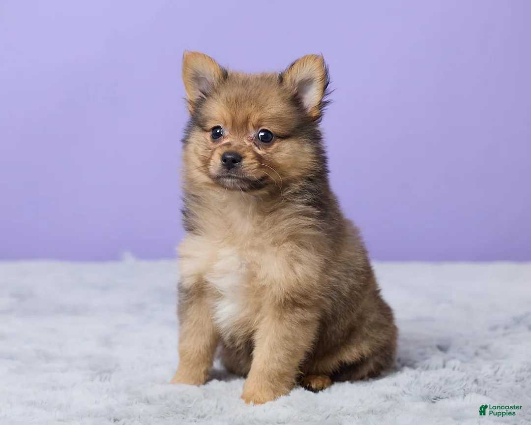 Pomeranian dogs for sale: Tommy - Ad 2