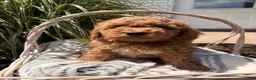Mini Goldendoodle dogs for sale: Buddy - Ad 5