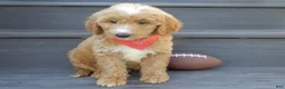 Mini Goldendoodle dogs for sale: Bear (medium) - Ad 3