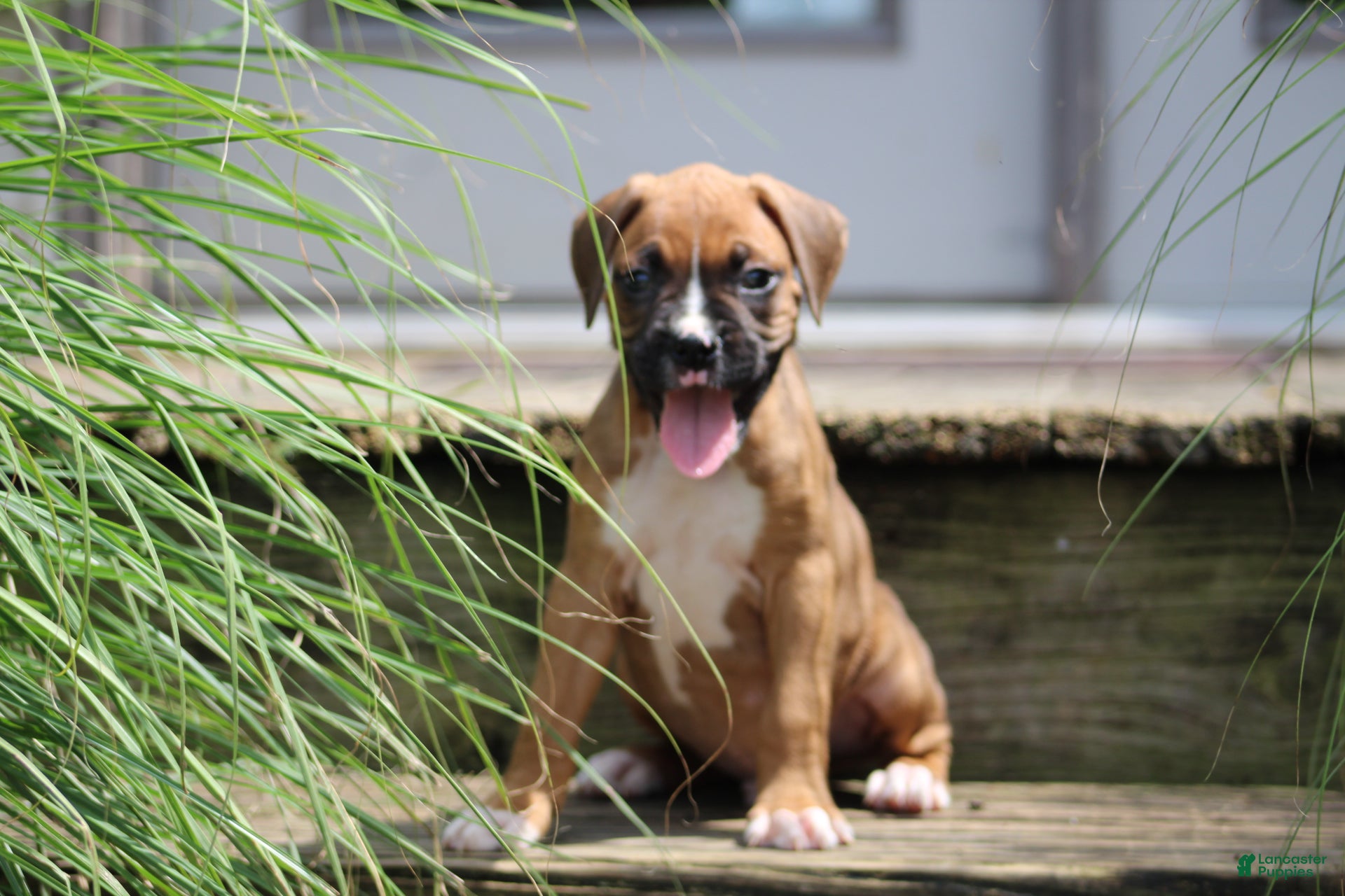 Boxer dogs Dexter - Ad 1