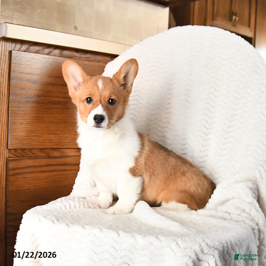 Welsh Corgi Pembroke dogs for sale: Eclipse - Ad 7