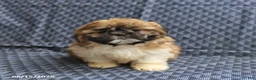 Shih Tzu dogs for sale: Chief - Ad 5