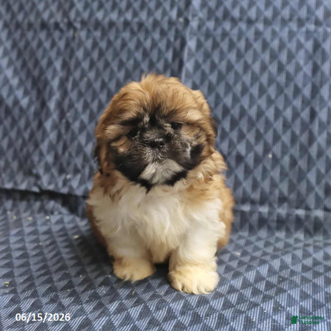 Shih Tzu dogs for sale: Chief - Ad 5