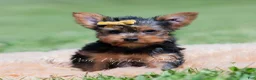 Yorkshire Terrier dogs for sale: Copper - Ad 4