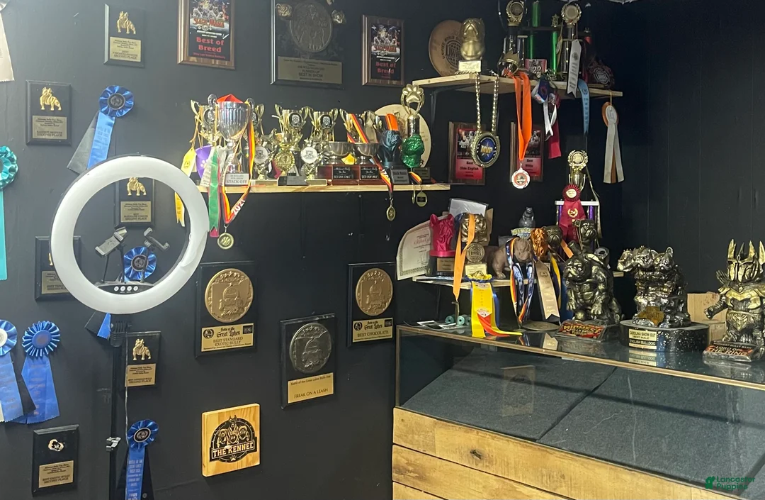 English Bulldog dogs for stud: Ace the bulldog - Ad 5