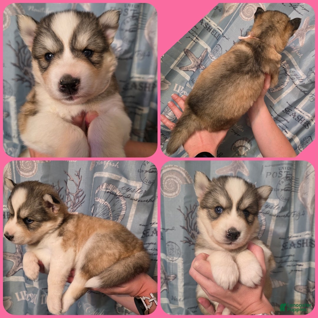 Siberian Husky dogs Pink - Ad 22