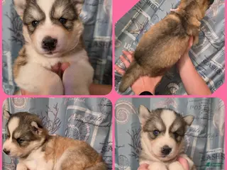 Siberian Husky dogs Pink - Ad 22