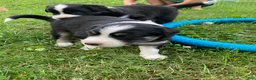 Australian Shepherd dogs for sale: Brooke  - Ad 7