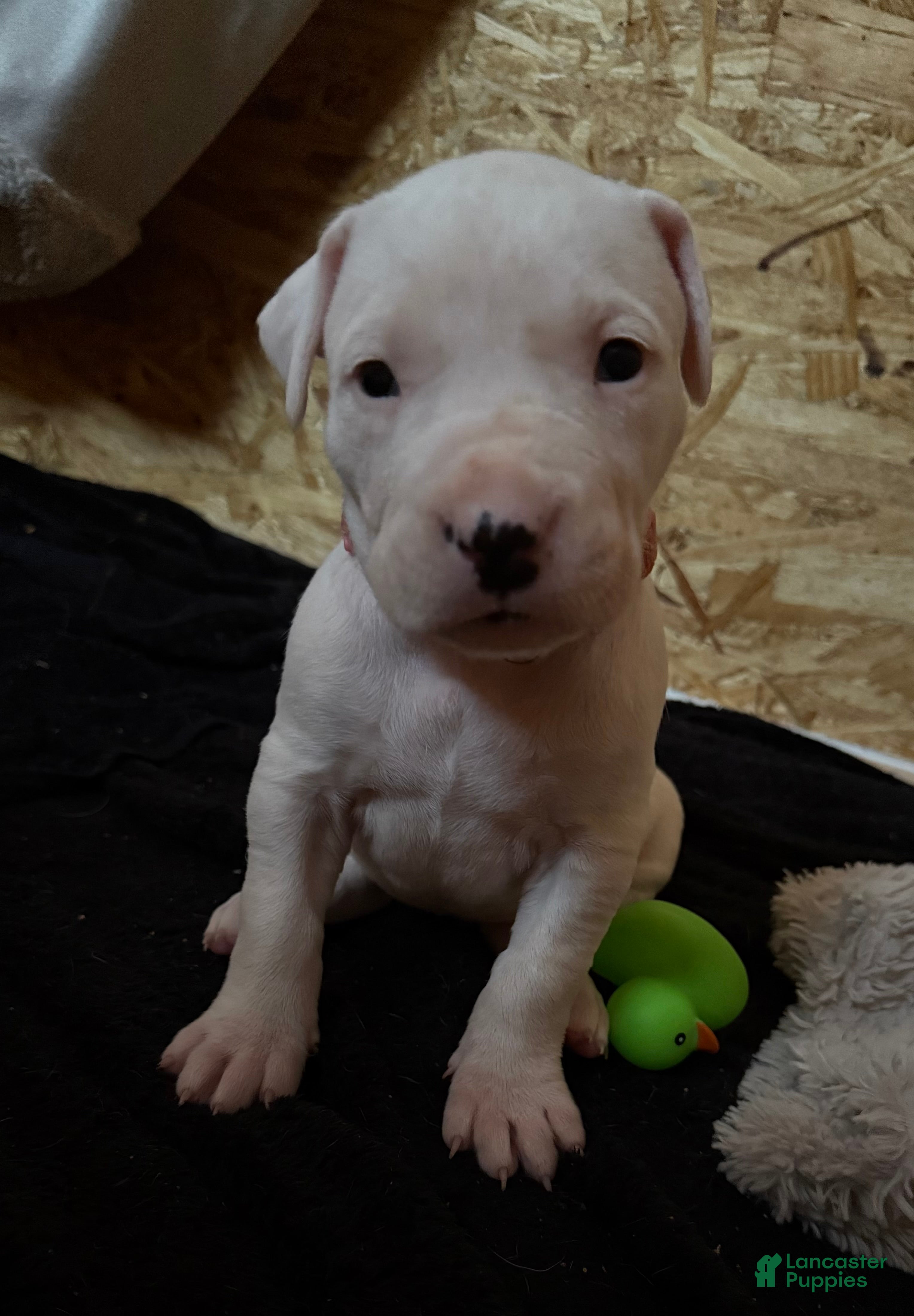 Dogo Argentino dogs Pick of litter female  - Ad 7