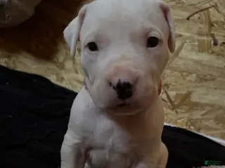 Dogo Argentino dogs Pick of litter female - Ad 7