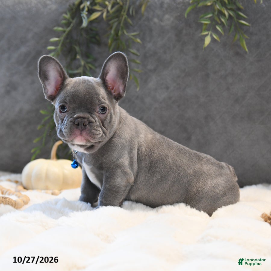 French Bulldog dogs for sale: Cruise  - Ad 1