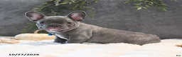 French Bulldog dogs for sale: Cruise  - Ad 1