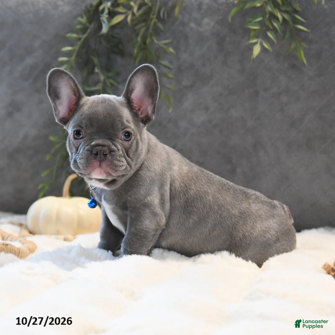 French Bulldog dogs for sale: Cruise  - Ad 1