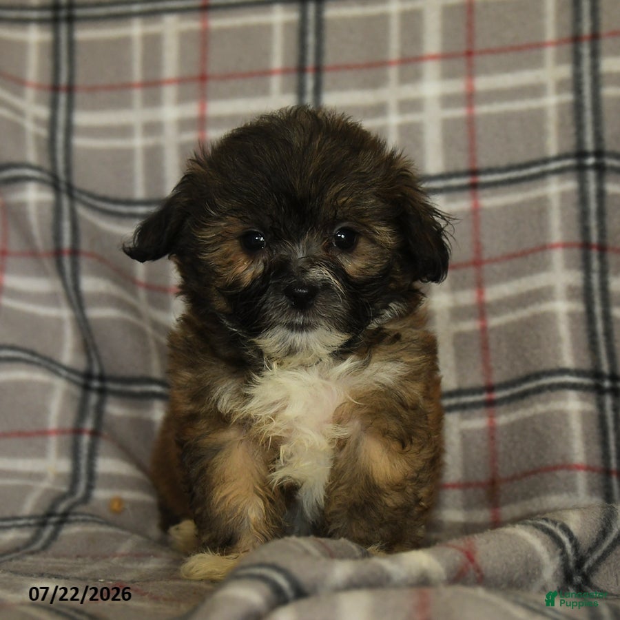 Mixed Breed dogs Uriel - Ad 1