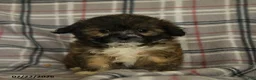 Mixed Breed dogs for sale: Uriel - Ad 1