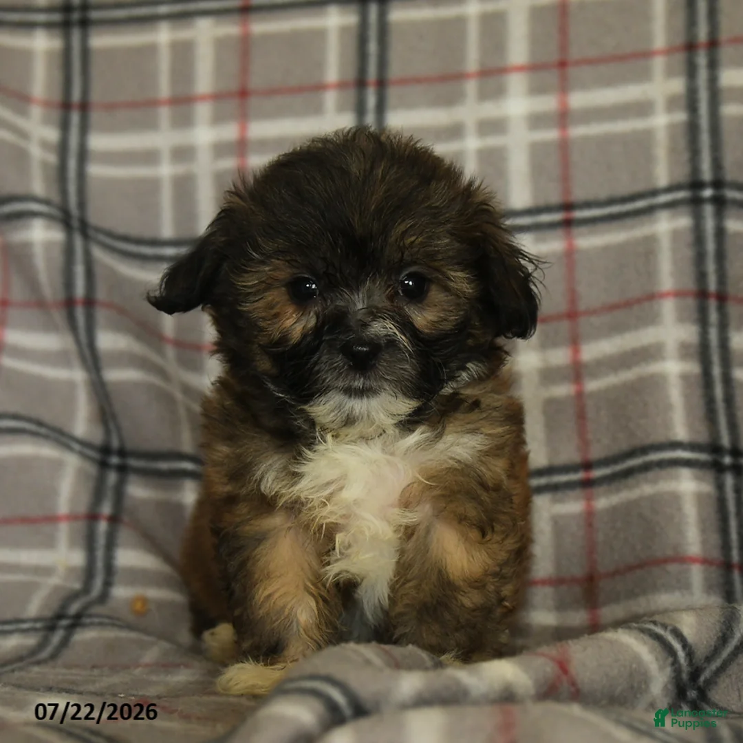 Mixed Breed dogs for sale: Uriel - Ad 1