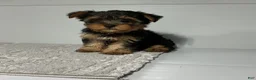 Yorkshire Terrier dogs for sale: Rufous  - Ad 4