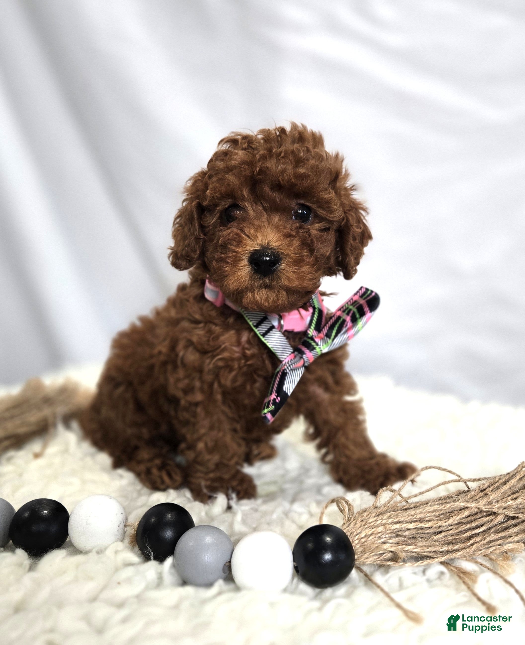 Toy Poodle dogs Daisy - Ad 1