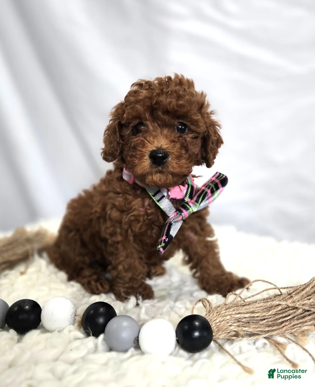 Toy Poodle dogs for sale: Daisy - Ad 1