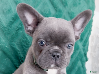 French Bulldog dogs Dasher Blue Fluffy Carrier - Ad 10