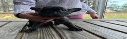 French Bulldog dogs for sale: French Bulldog Puppy 1 - Ad 3
