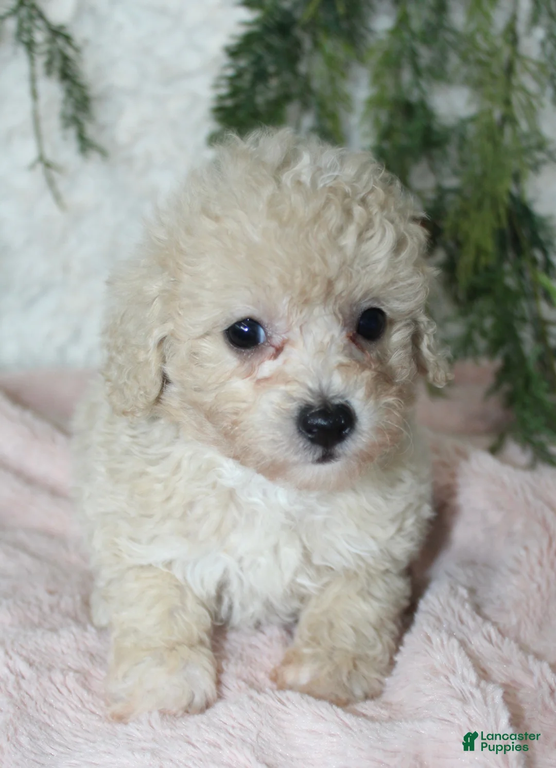 Bichpoo dogs for sale: Bichpoo 6 - Ad 1