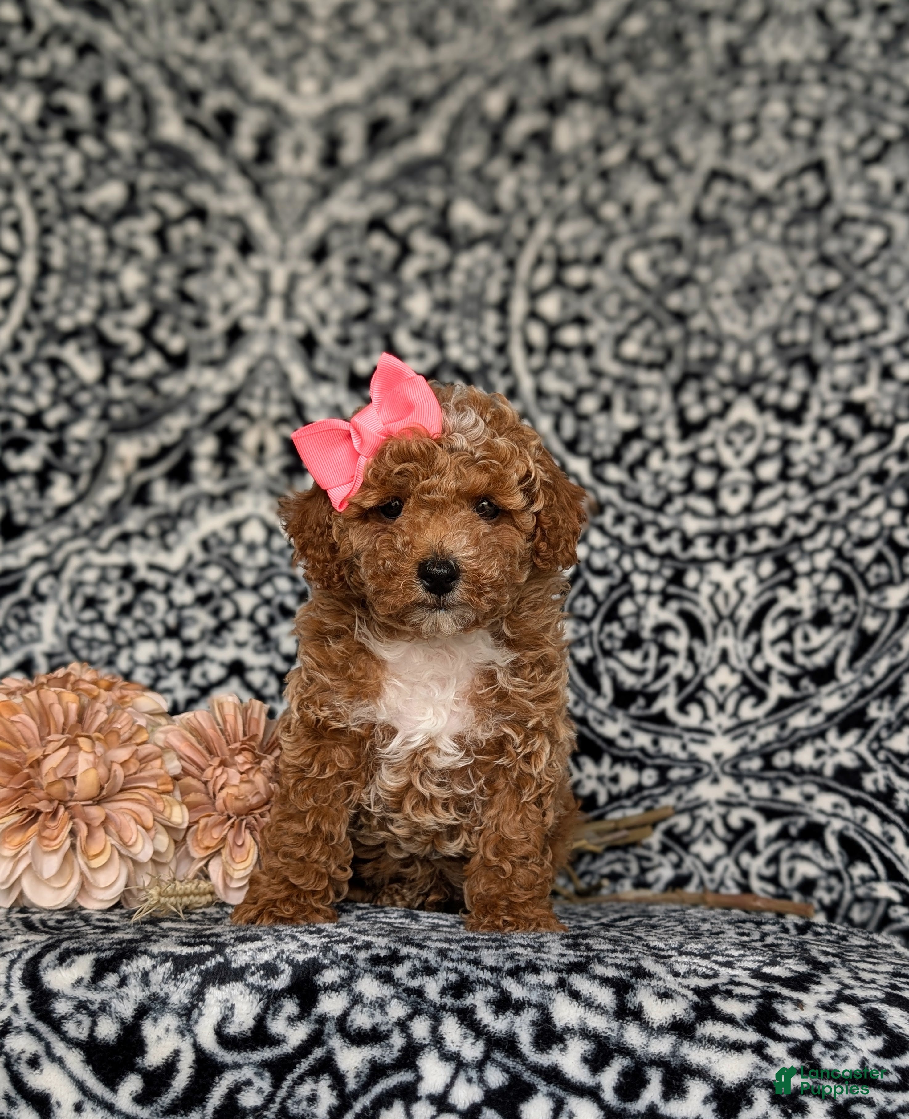 Miniature Poodle dogs for sale: Pipa - Ad 2