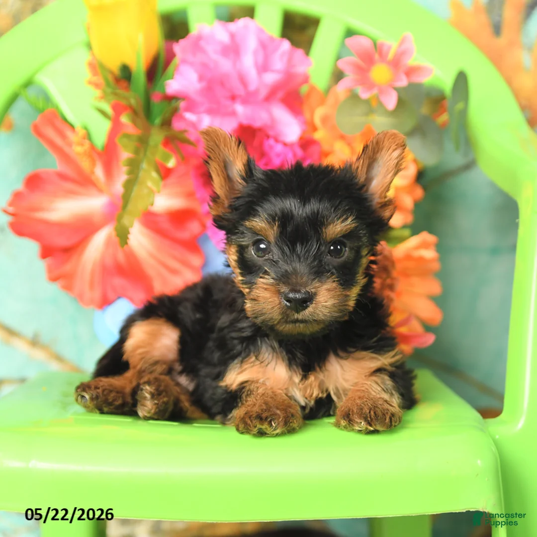 Yorkshire Terrier dogs for sale: Buddy - Ad 2