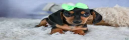 Miniature Dachshund dogs for sale: 🐾 MEET VARGO 🐶❤️ - Ad 12
