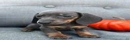 Miniature Dachshund dogs for sale: Tucker - Ad 7