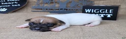 Jack Russell Terrier dogs for sale: Jude purebred JRT - Ad 5