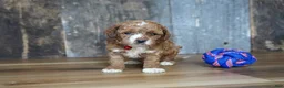 Cavapoo dogs for sale: Duke - Ad 3