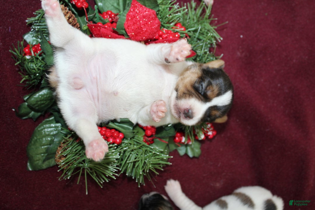 Jack Russell Terrier dogs for sale: HersheyKiss - Ad 4