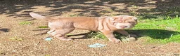 Shar Pei dogs for sale: Lyla - Ad 4