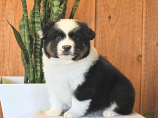 Miniature Australian Shepherd dogs Logan - Ad 5