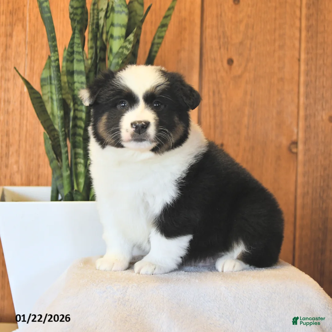 Miniature Australian Shepherd dogs for sale: Logan - Ad 1